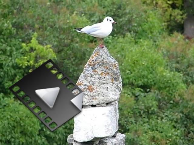 2327.mp4